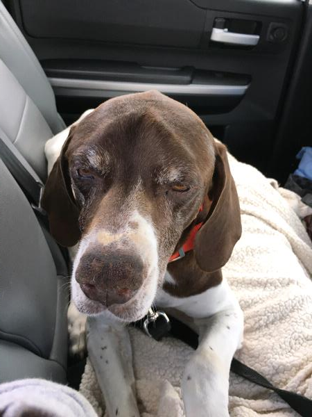 /Images/uploads/Southeast German Shorthaired Pointer Rescue/segspcalendarcontest2018/entries/8946thumb.jpg